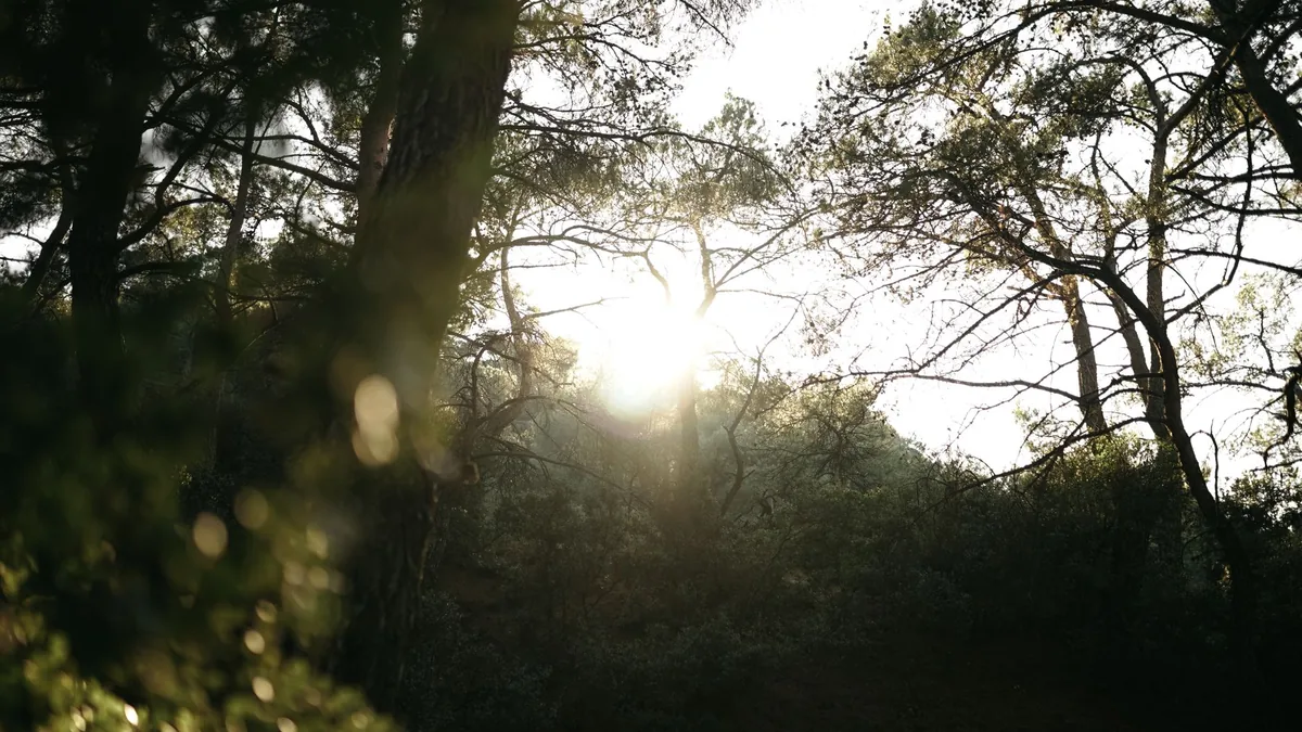 Serene forest setting with sunlight filtering through the trees, creating a peaceful atmosphere.