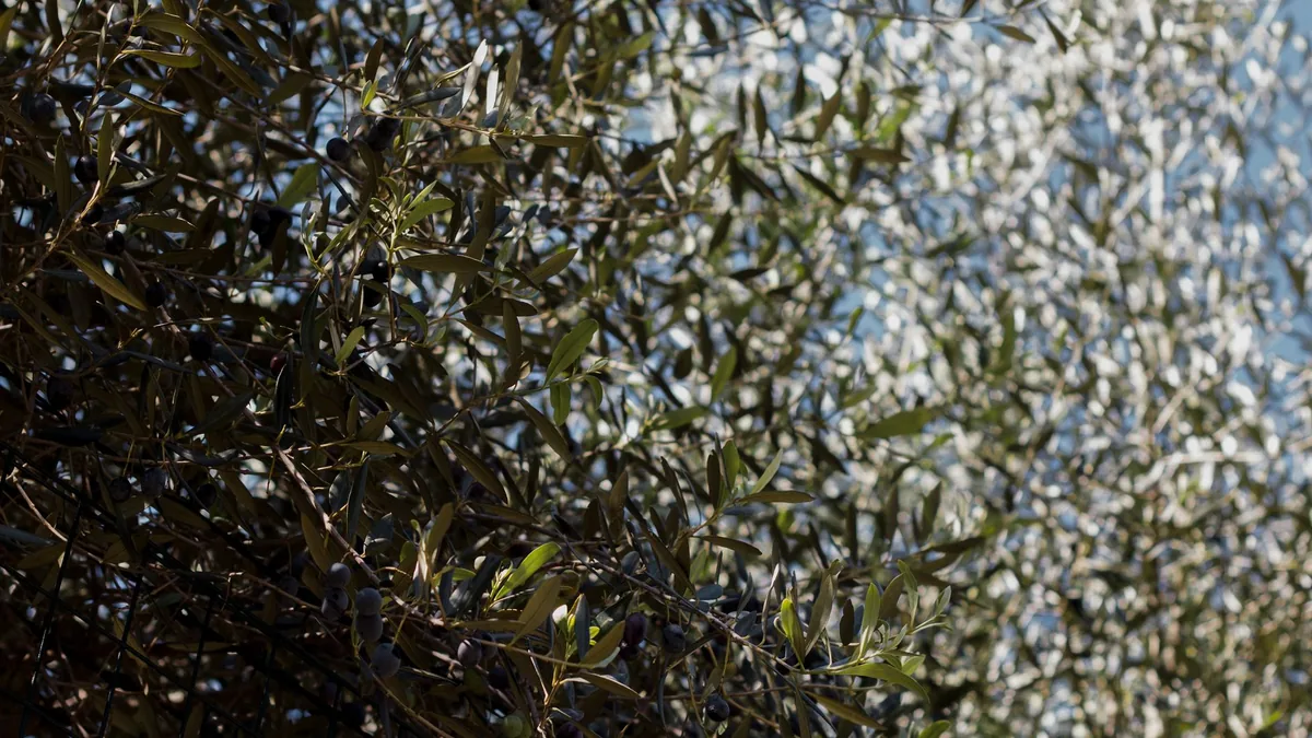 Sunlit close-up of olive tree branches with green leaves and ripe olives, outdoors.