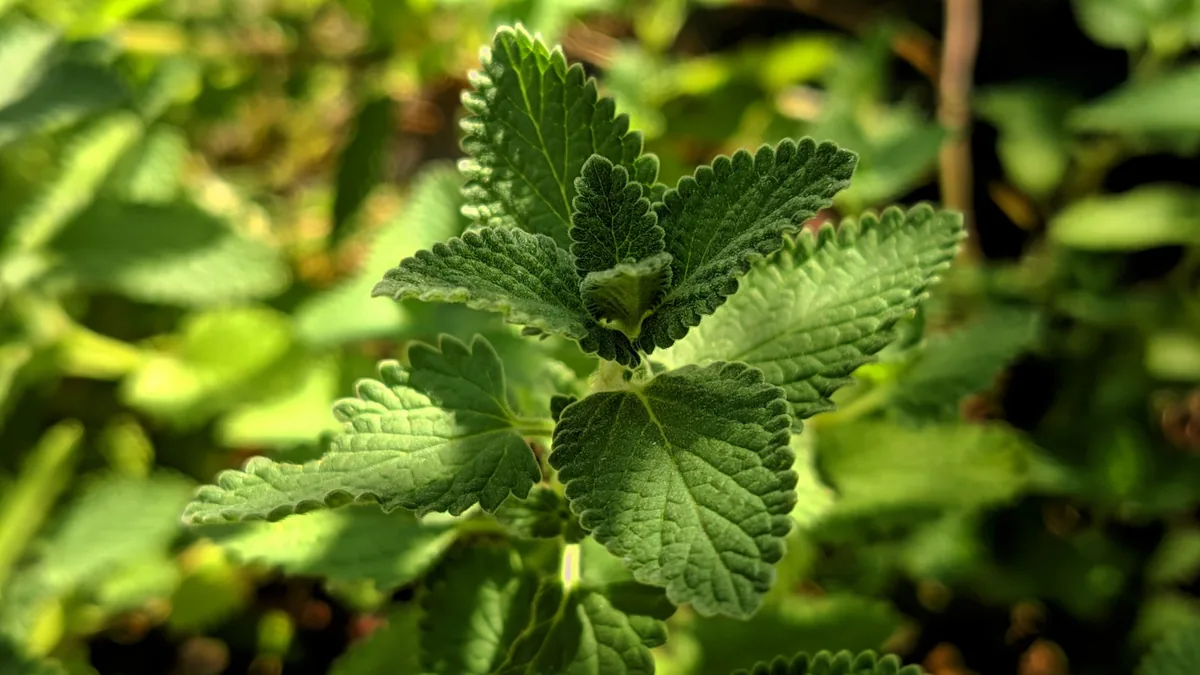Ingredient Breakdown of Moringa Magic